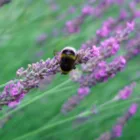pexels.com foto af Budget Bizar: Gøgespyt på lavendel