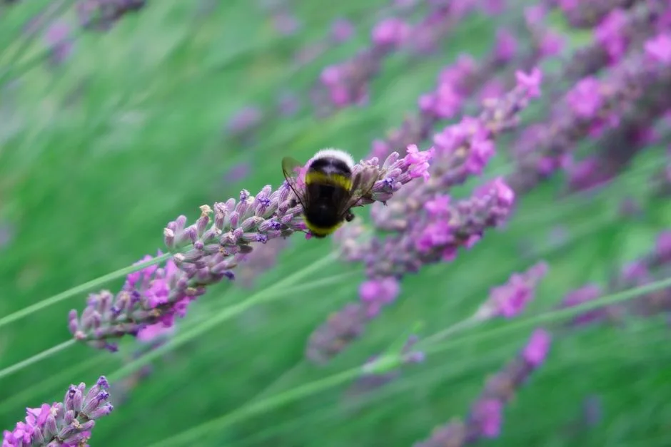 pexels.com foto af Budget Bizar: Gøgespyt på lavendel