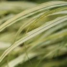 pexels.com foto af Jenny Bygland: Brogede blade staude