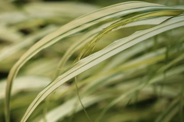 pexels.com foto af Jenny Bygland: Brogede blade staude