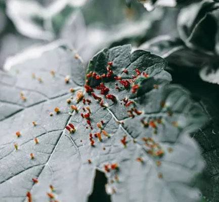 pexels.com foto af Wojtek Pacześ: Bladlus på plante