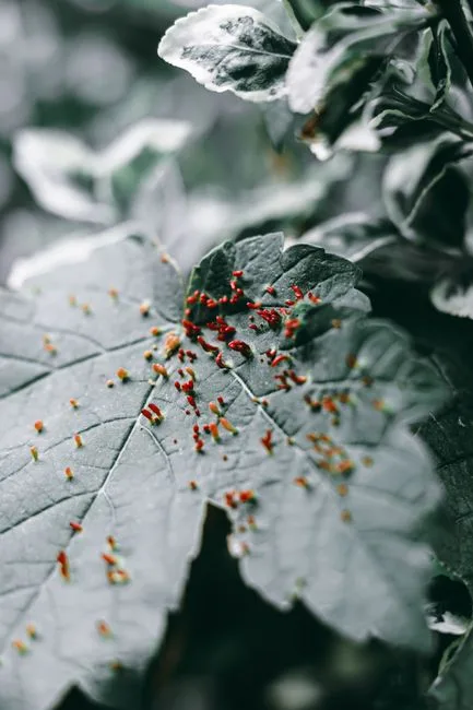 pexels.com foto af Wojtek Pacześ: Bladlus på plante