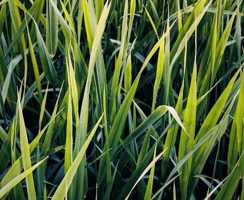 pexels.com foto af Eugene Golovesov: Kulsukkerurt grønne blade