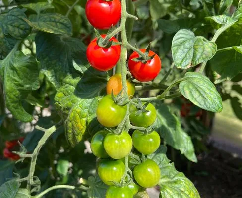 pexels.com foto af Papy Nounn: Umodne grønne tomater
