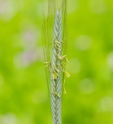 pexels.com foto af Petr Ganaj: Boghvede i blomst