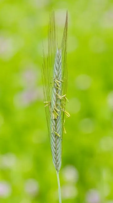 pexels.com foto af Petr Ganaj: Boghvede i blomst