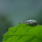 pexels.com foto af Ruben Boekeloo: inficeret kartoffel blad