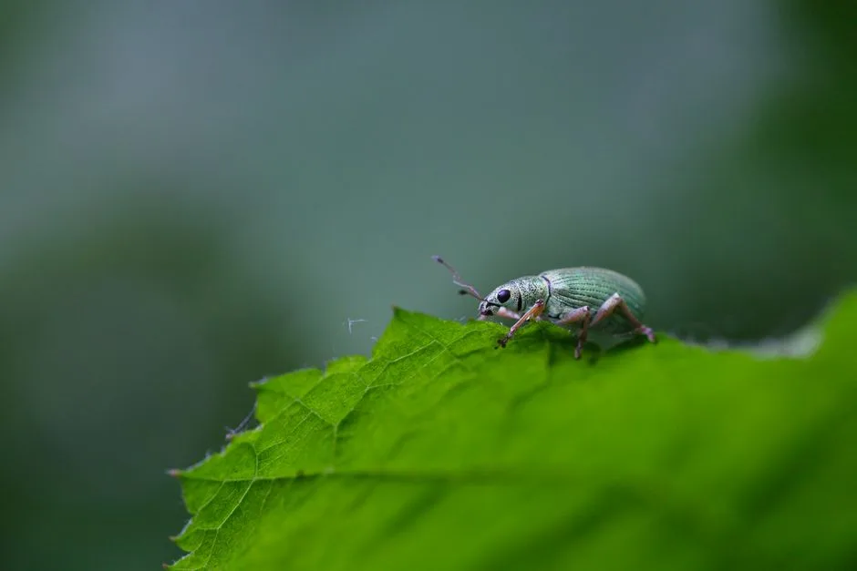 pexels.com foto af Ruben Boekeloo: inficeret kartoffel blad