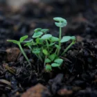 pexels.com foto af Crusenho Agus Hennihuno: Grøn plante jord