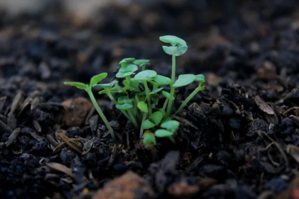 pexels.com foto af Crusenho Agus Hennihuno: Grøn plante jord