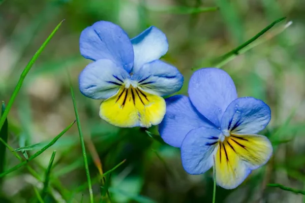 pexels.com foto af Lorenzo Manera: Humlebi på blomst