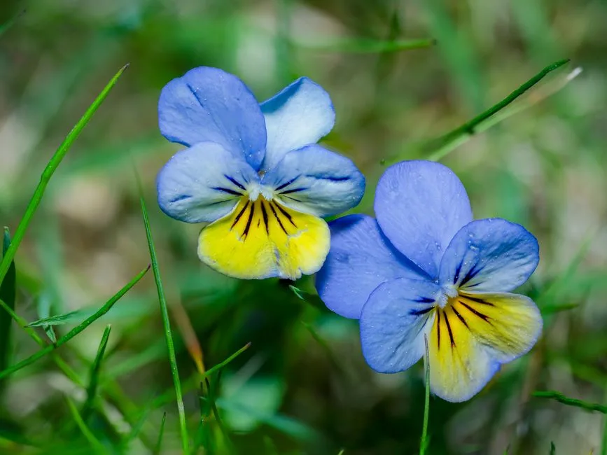 pexels.com foto af Lorenzo Manera: Humlebi på blomst
