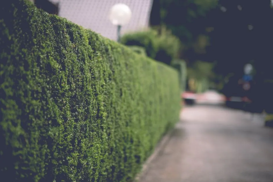 pexels.com foto af Haberdoedas Photography: Ødelagt buksbom hæk