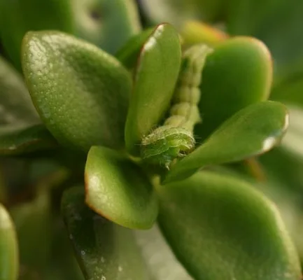 pexels.com foto af C. M.: Groen larve buksbom