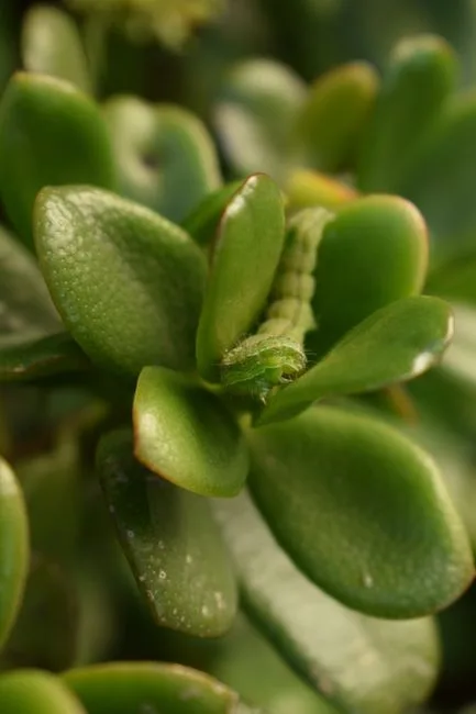pexels.com foto af C. M.: Groen larve buksbom