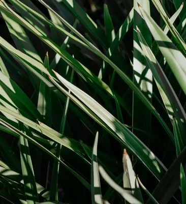 pexels.com foto af Yudelca: Solbeskinnede grønne blade