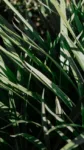 pexels.com foto af Yudelca: Solbeskinnede grønne blade
