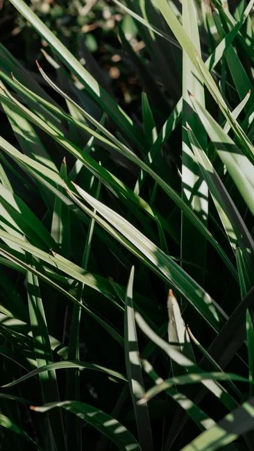 pexels.com foto af Yudelca: Solbeskinnede grønne blade