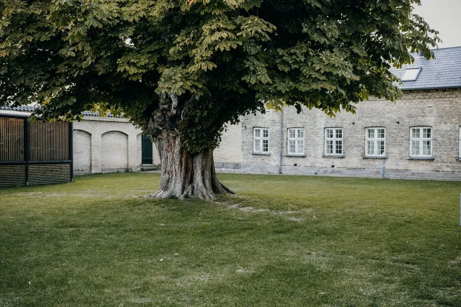 pexels.com foto af Rene Terp: Sund grøn græsplæne