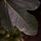 pexels.com foto af Eyüpcan Timur: Grønt figentræ blad