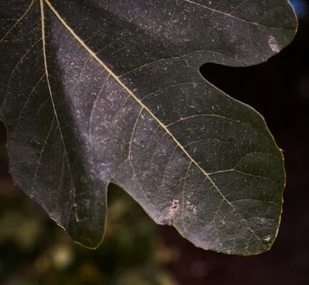 pexels.com foto af Eyüpcan Timur: Grønt figentræ blad
