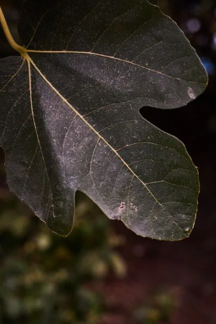 pexels.com foto af Eyüpcan Timur: Grønt figentræ blad