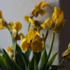 pexels.com foto af Plato Terentev: Tørre tulipanløg sommersol