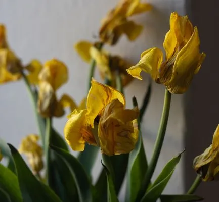 pexels.com foto af Plato Terentev: Tørre tulipanløg sommersol