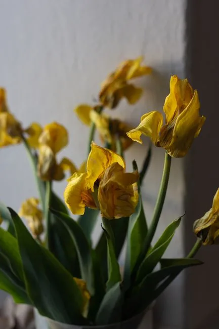 pexels.com foto af Plato Terentev: Tørre tulipanløg sommersol