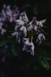 pexels.com foto af Eva Bronzini: Tørstende rhododendron plante