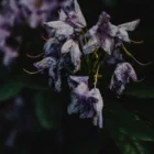 pexels.com foto af Eva Bronzini: Tørstende rhododendron plante
