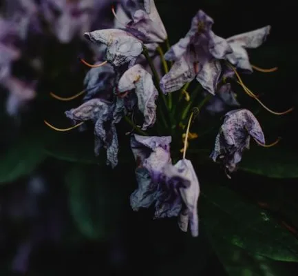 pexels.com foto af Eva Bronzini: Tørstende rhododendron plante