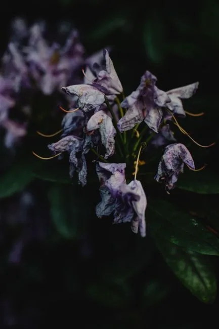 pexels.com foto af Eva Bronzini: Tørstende rhododendron plante