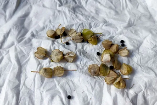 pexels.com foto af F 植生记: Tørrende ortodokse frø