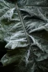 pexels.com foto af Kayco Photo: Dug på planteblade