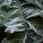 pexels.com foto af Kayco Photo: Dug på planteblade
