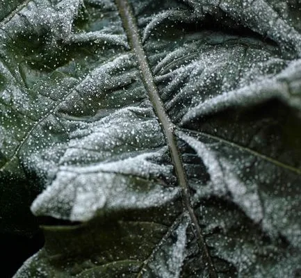 pexels.com foto af Kayco Photo: Dug på planteblade