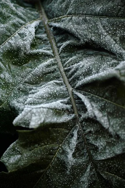 pexels.com foto af Kayco Photo: Dug på planteblade