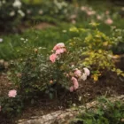 pexels.com foto af Olga Petrova: Rosenbed jordtræthed botanik