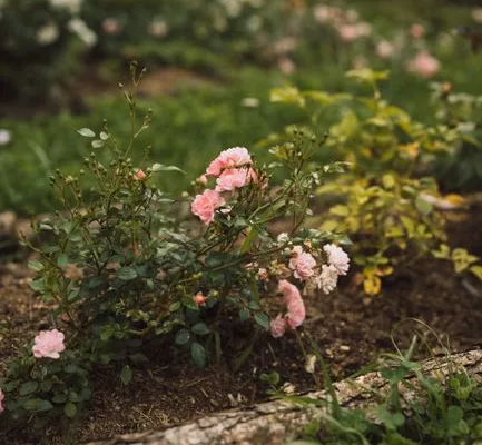 pexels.com foto af Olga Petrova: Rosenbed jordtræthed botanik