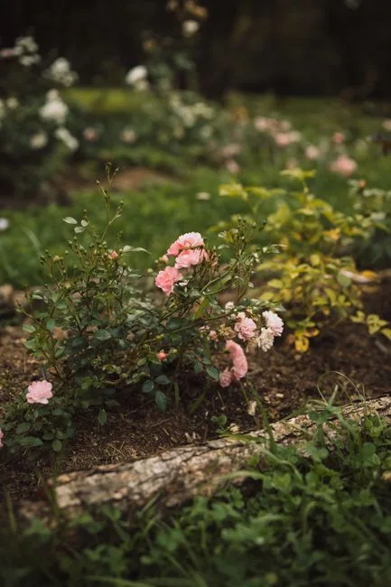 pexels.com foto af Olga Petrova: Rosenbed jordtræthed botanik