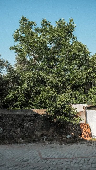 pexels.com foto af Ayşegül Aytören: Valnøddetræ i haven