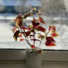 pexels.com foto af 𝐘𝐀𝐑𝐄𝐃 𝐏𝐢𝐜𝐭𝐮𝐫𝐞𝐬: Elektrisk impuls plante