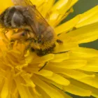 pexels.com foto af Big Dee: Bier samler pollen