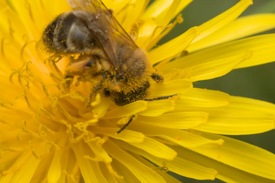 pexels.com foto af Big Dee: Bier samler pollen