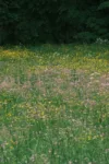 pexels.com foto af Pavel Kuznetsov: Blomstrende vild eng
