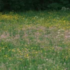 pexels.com foto af Pavel Kuznetsov: Blomstrende vild eng