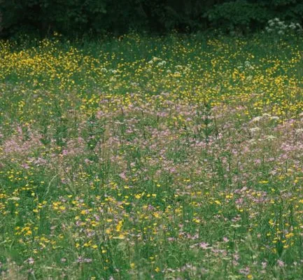 pexels.com foto af Pavel Kuznetsov: Blomstrende vild eng
