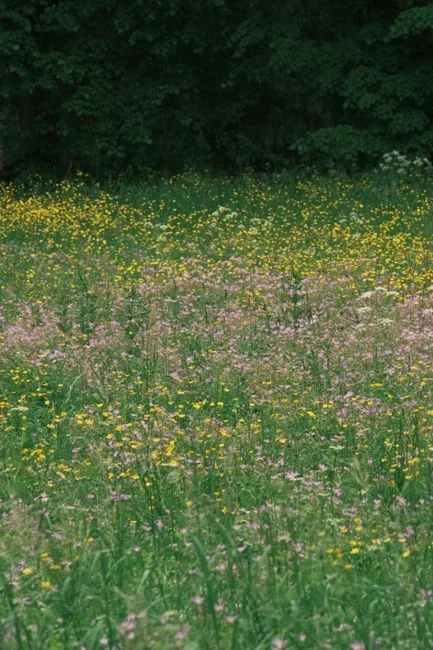 pexels.com foto af Pavel Kuznetsov: Blomstrende vild eng