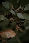 pexels.com foto af Nathan J Hilton: Forveddede grene september